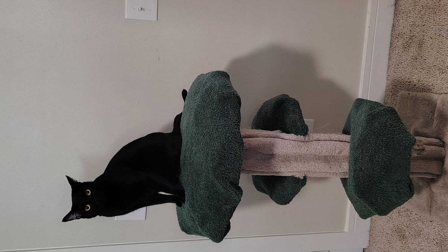 Bagheera king of the jungle