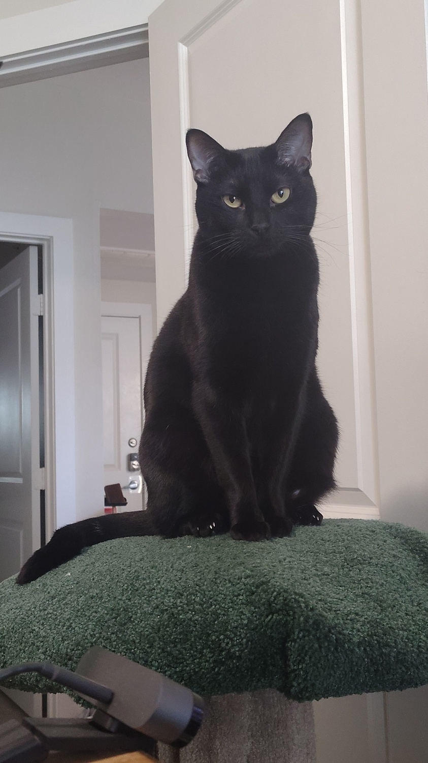 Long bagheera
