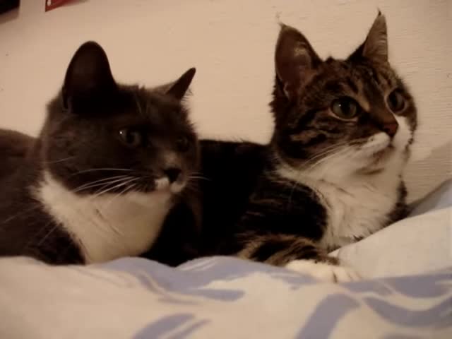 Talking Cats