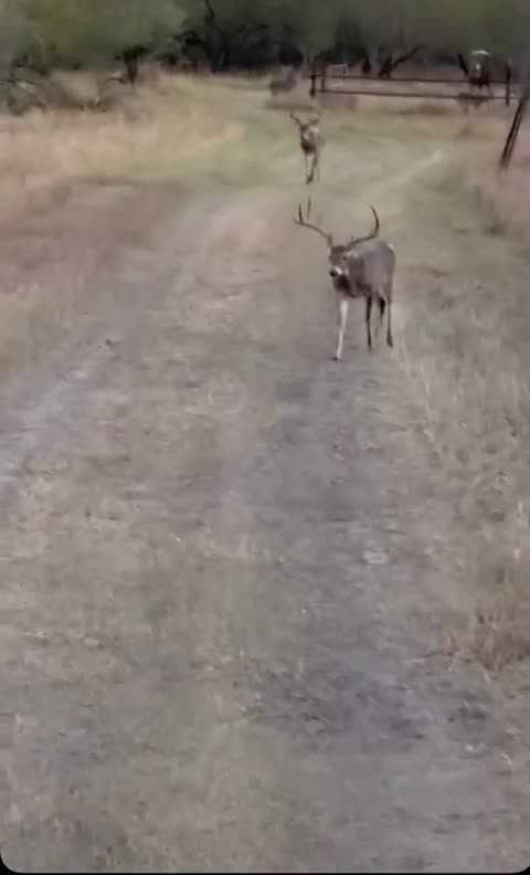 This is why High fence deer don’t count