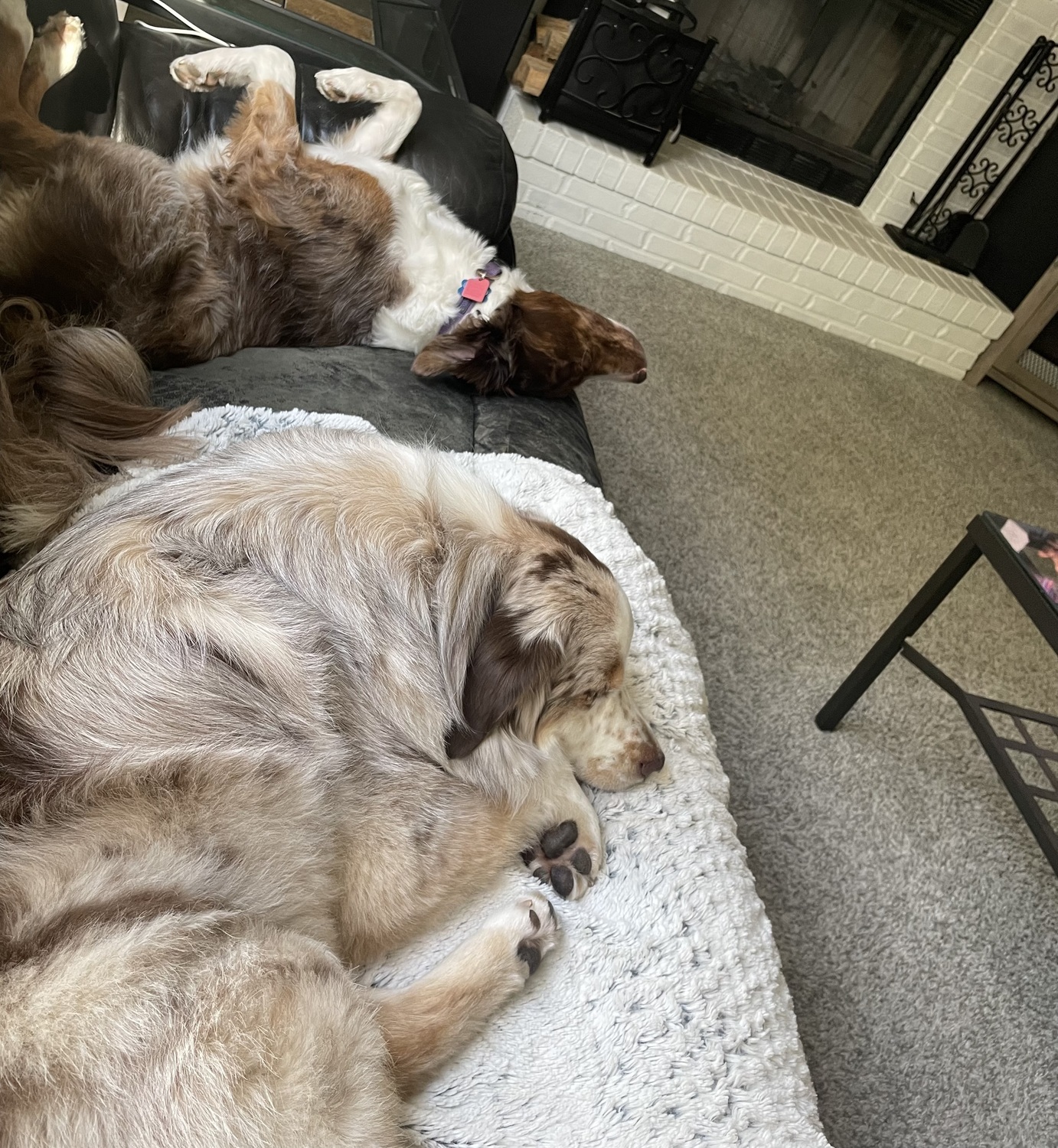 dog life