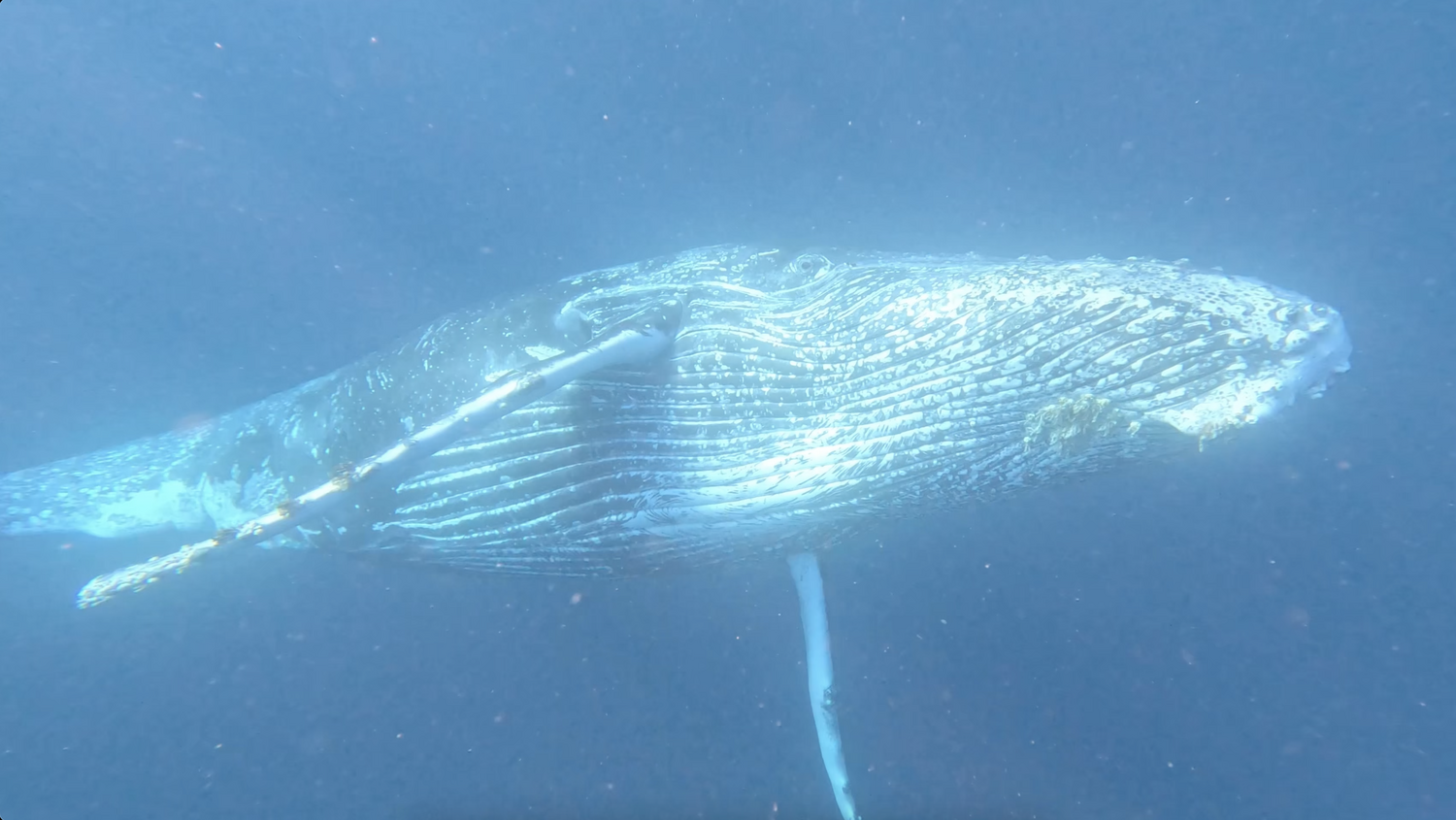 Diving the Sardine Run off of South Africa