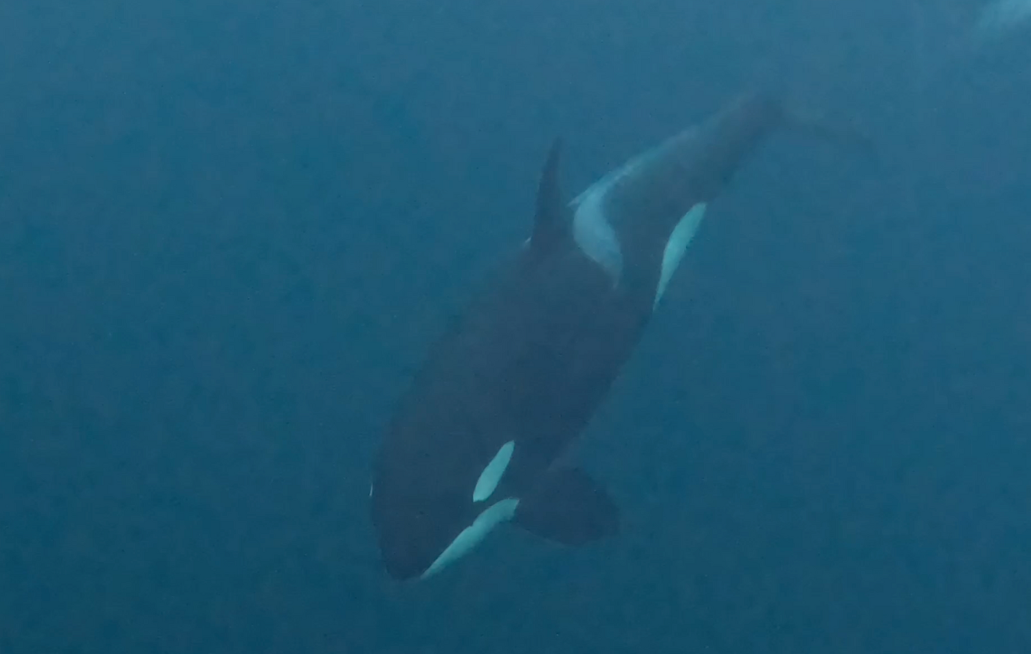 Swimming with the Orcas of Norway