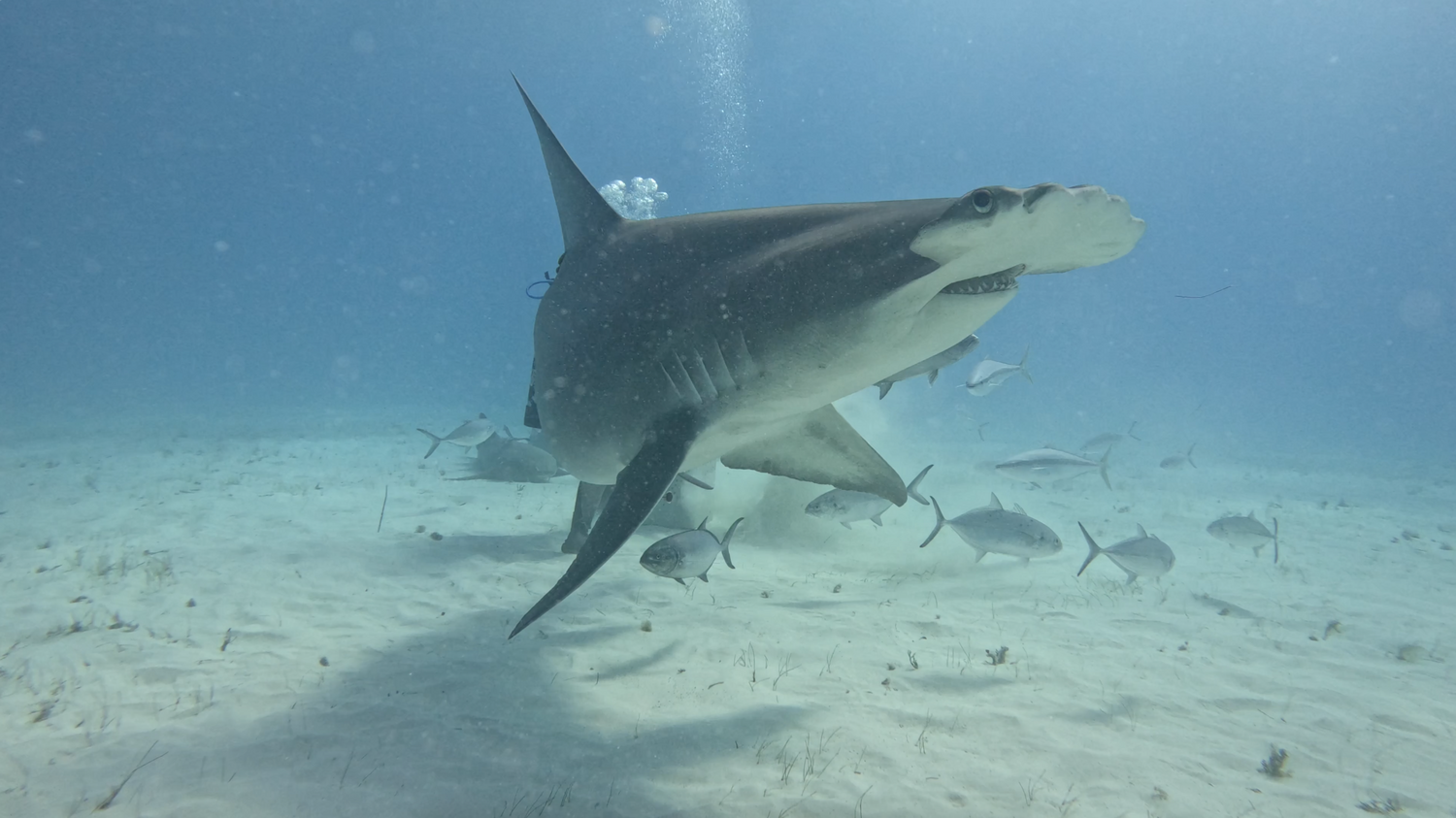 Diving with Great Hammerheads in Bimini
